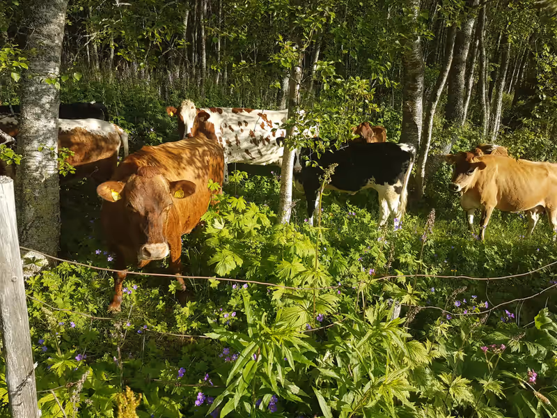 Leverkapsler fra norsk gressforet storfe – 90 stk – gressforet storfe på beite