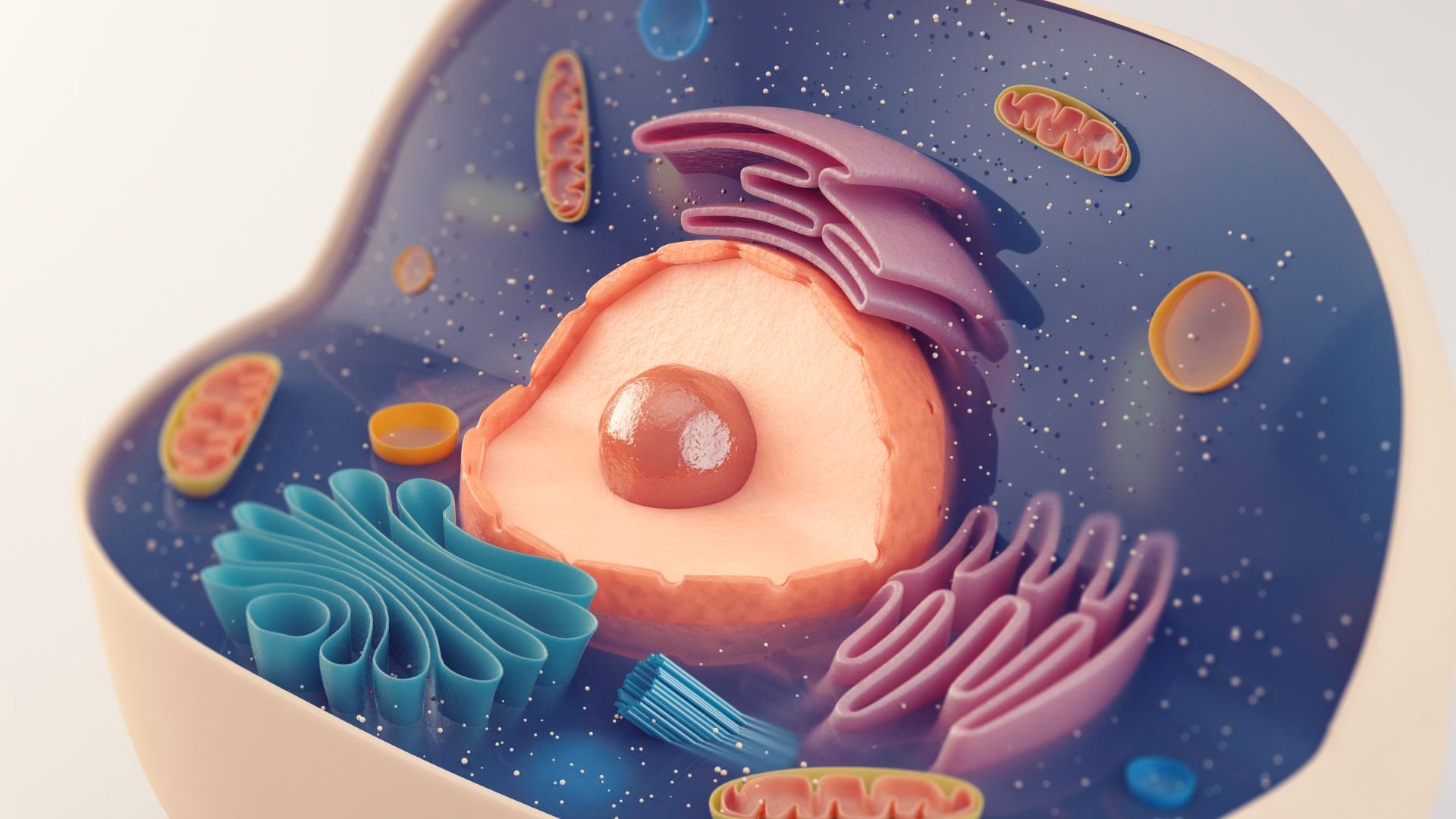 Autofagi: Kroppens Egen Renholdsprosess