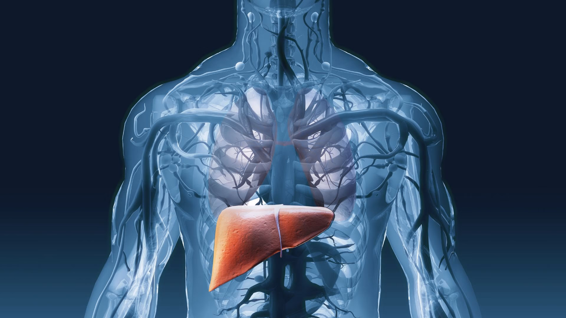 Leverens viktige rolle: 8 strategier for optimal funksjon